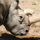 Image for article titled The Only Way to Save the Northern White Rhino Is a Jurassic Park-Style Intervention